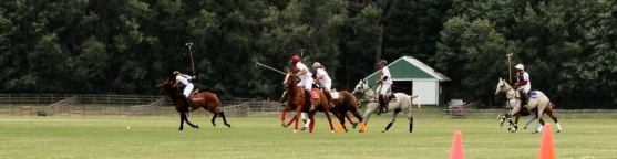 Polo in Action